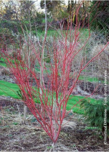 ACER palmatum SENKAKI ou SANGOKAKU