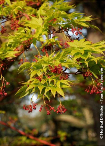 ACER palmatum SENKAKI ou SANGOKAKU