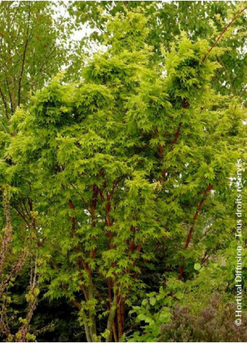 ACER palmatum SENKAKI ou SANGOKAKU