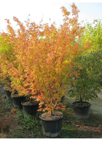 ACER palmatum SENKAKI ou SANGOKAKU En pot de 50-70 litres