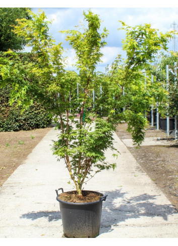 ACER palmatum SENKAKI ou SANGOKAKU En pot de 90-110 litres