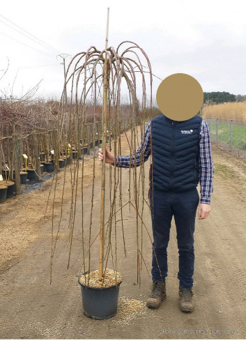 SALIX caprea PENDULA En pot de 15-20 litres forme tige hauteur du tronc 140-190 cm