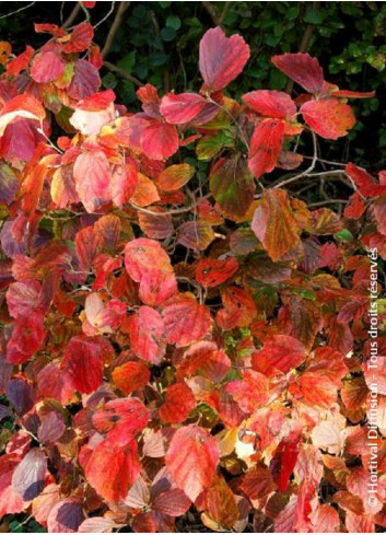 FOTHERGILLA major