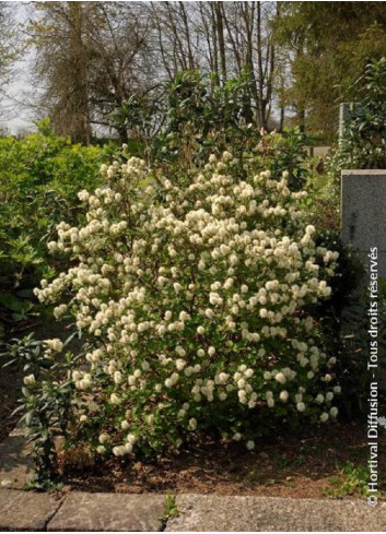 FOTHERGILLA major