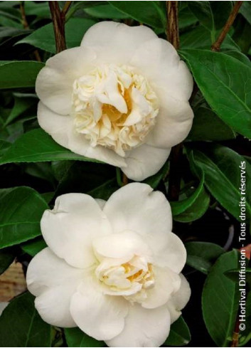 CAMELLIA japonica MADAME HENRI CORMERAIS