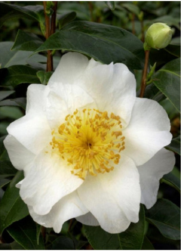 CAMELLIA japonica SILVER MAYER