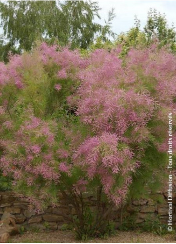 TAMARIX ramosissima