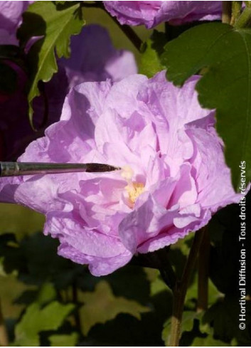 HIBISCUS syriacus LAVENDER CHIFFON