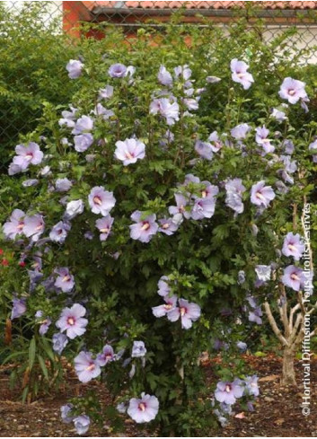 HIBISCUS syriacus OISEAU BLEU