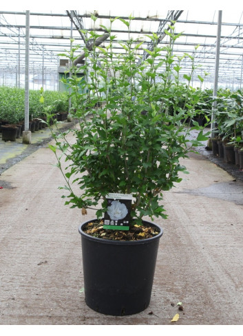 HIBISCUS syriacus En pot de 15-20 litres