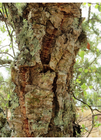 QUERCUS suber