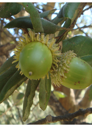 QUERCUS suber