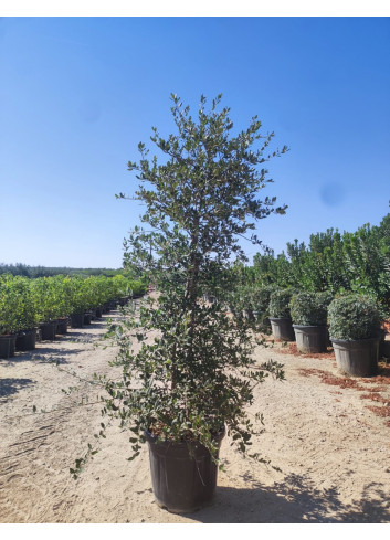 QUERCUS suber En pot de 70-90 litres