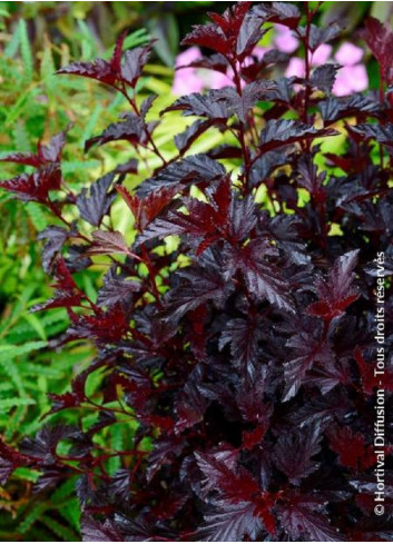 PHYSOCARPUS opulifolius ALL BLACK