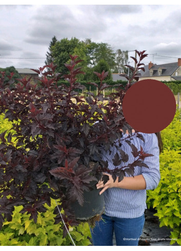 PHYSOCARPUS opulifolius ALL BLACK En pot de 10-12 litres