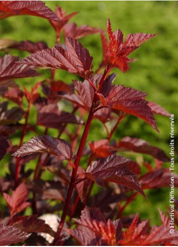 PHYSOCARPUS opulifolius DIABLE D'OR