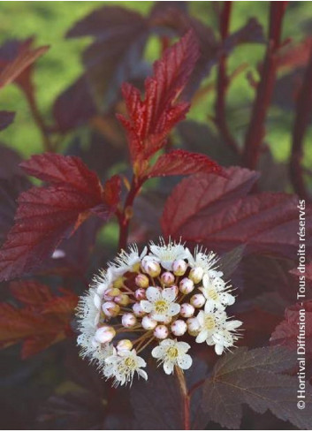 PHYSOCARPUS opulifolius DIABLE D'OR