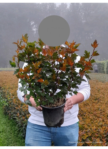 PHYSOCARPUS opulifolius DIABLE D'OR En pot de 4-5 litres