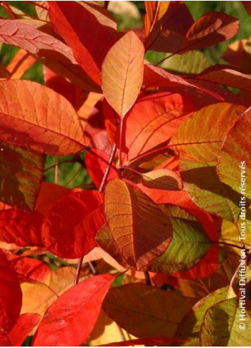 COTINUS coggygria FLAME