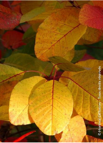 COTINUS coggygria FLAME