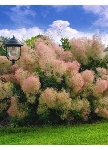 COTINUS coggygria YOUNG LADY