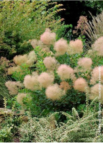 COTINUS coggygria YOUNG LADY