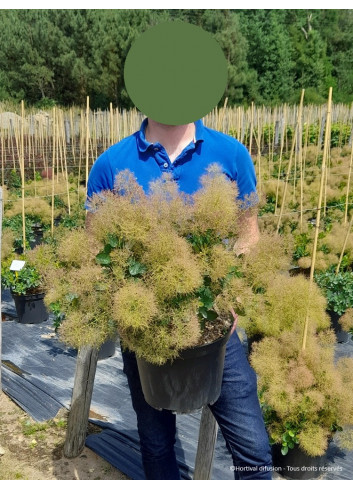 COTINUS coggygria YOUNG LADY En pot de 10-12 litres