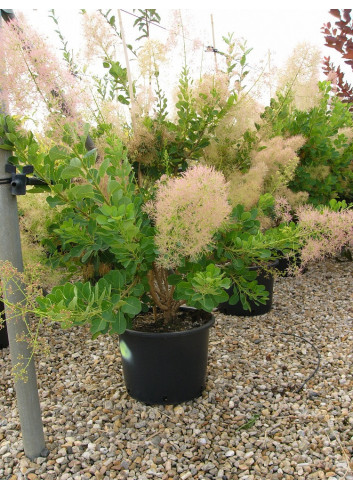 COTINUS coggygria YOUNG LADY En pot de 15-20 litres