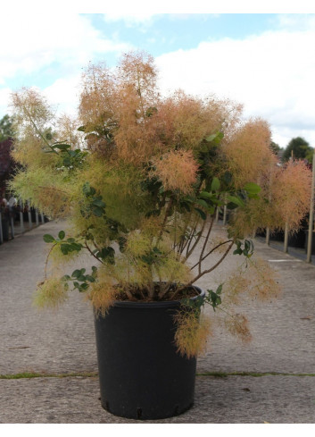 COTINUS coggygria YOUNG LADY En pot de 25-30 litres