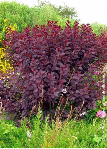 COTINUS coggygria GRACE