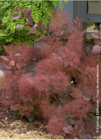 COTINUS coggygria GRACE