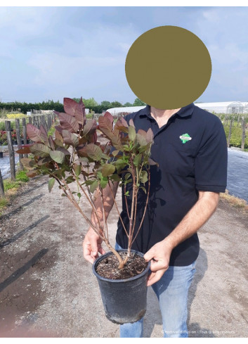 COTINUS coggygria GRACE En pot de 4-5 litres