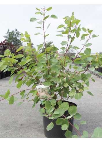 COTINUS coggygria En pot de 10-12 litres