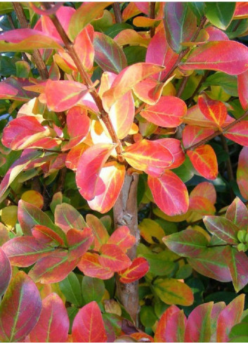 LAGERSTROEMIA TERRE CHINOISE