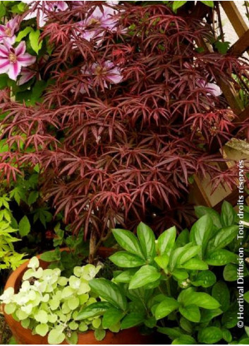 ACER palmatum DISSECTUM TROMPENBURG