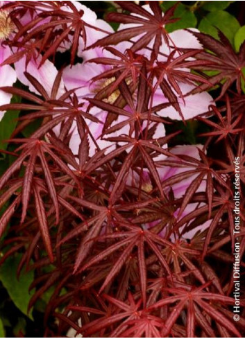 ACER palmatum DISSECTUM TROMPENBURG