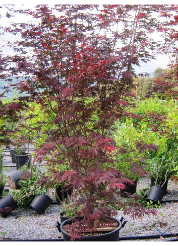 ACER palmatum DISSECTUM TROMPENBURG