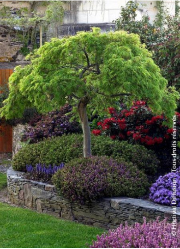 ACER palmatum DISSECTUM