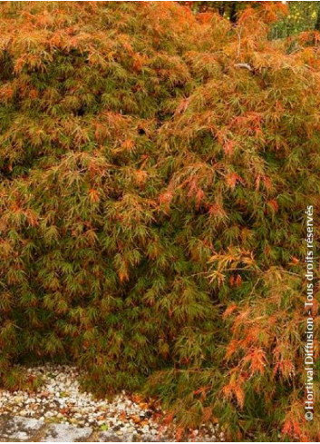 ACER palmatum DISSECTUM