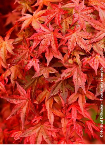 ACER palmatum DESHOJO