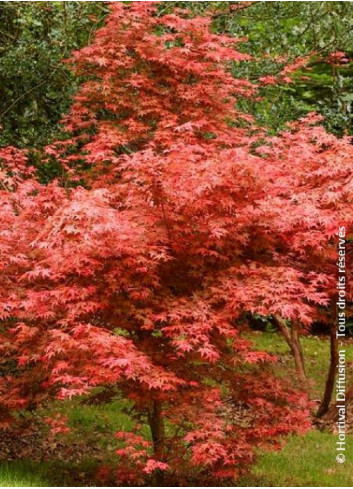 ACER palmatum DESHOJO