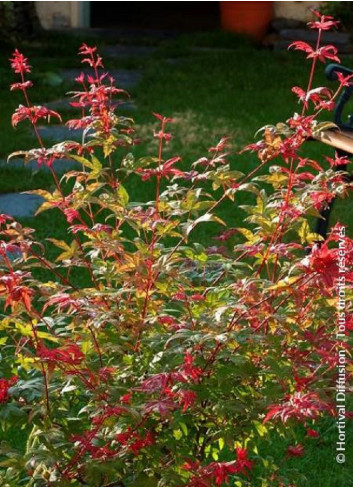 ACER palmatum DESHOJO