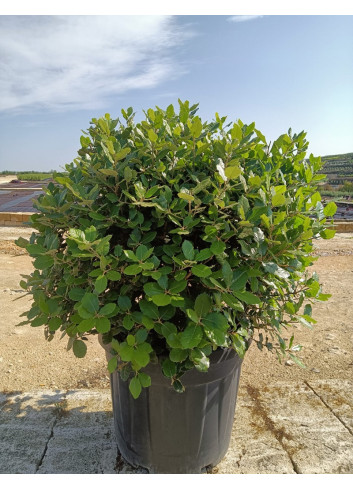 QUERCUS ilex