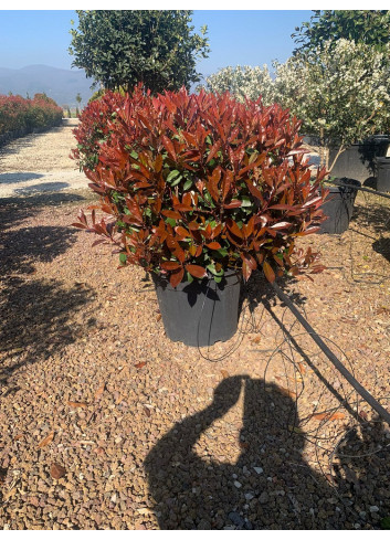 PHOTINIA fraseri RED ROBIN