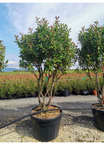 PHOTINIA fraseri RED ROBIN