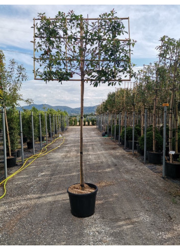 PHOTINIA fraseri RED ROBIN