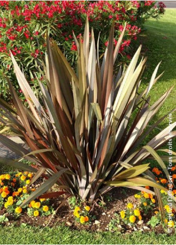 PHORMIUM tenax ATROPURPUREUM