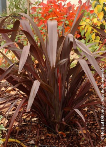 PHORMIUM tenax ATROPURPUREUM