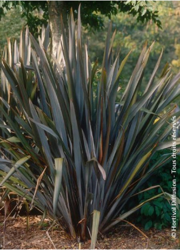 PHORMIUM tenax ATROPURPUREUM