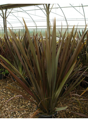 PHORMIUM tenax ATROPURPUREUM